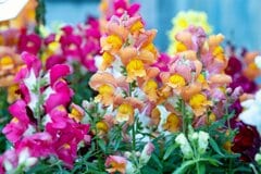 【春の鉢植えガーデニング】ひと鉢置くだけで玄関やベランダが華やぐ「春色カワイイ一年草」7選