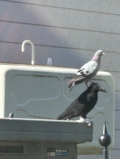 カラスの置物の上にとまるハト
