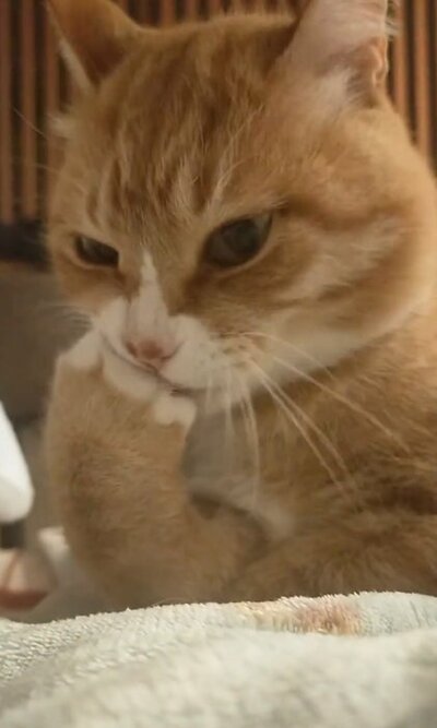 おてての爪を噛む猫