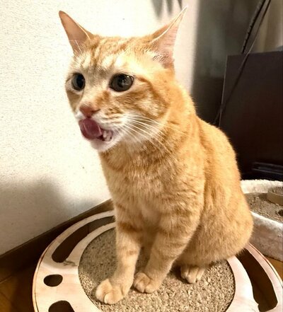 好奇心旺盛な表情をしていますね