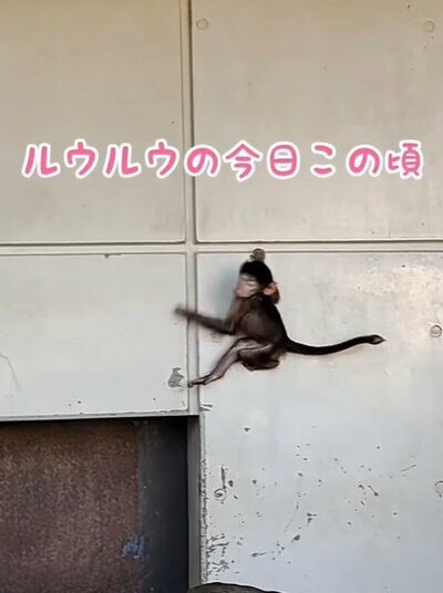 愛媛県立とべ動物園