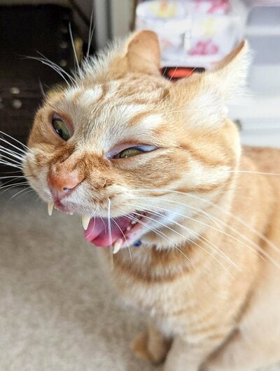 驚きの表情になったぷりんちゃん