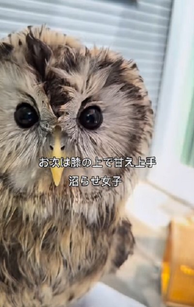 投稿動画のワンシーン