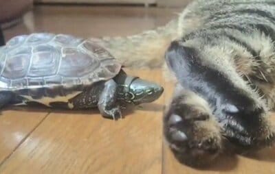 小雪ちゃんの肉球に顔を近づけようとする軍曹くん