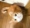 「シブい漢じゃけん」まん丸お目々の猫が見せた哀愁漂う表情のギャップがたまらない…
