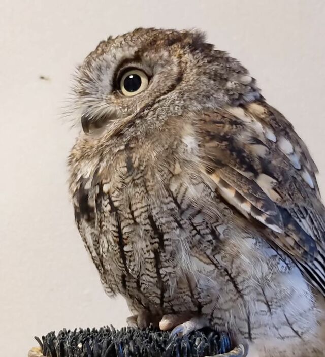 【まだ寝たくないフクロウ】おやすみの時間なのに…お目目ぱっちりで粘る姿が可愛い！