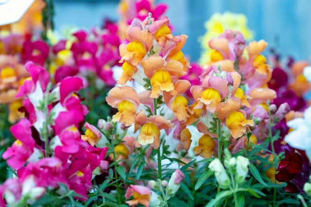 【春の鉢植えガーデニング】ひと鉢置くだけで玄関やベランダが華やぐ「春色カワイイ一年草」7選