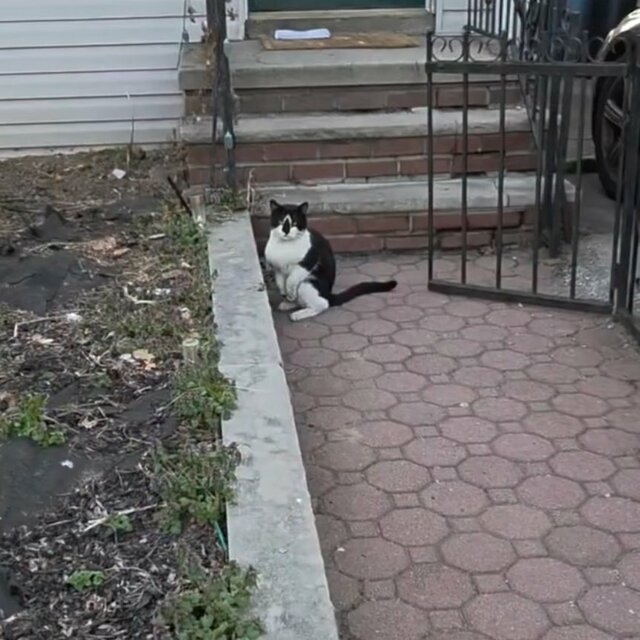 【保護猫】歩くのもままならなかった猫。懸命な治療の末、回復した姿に「歩いてる！涙」と感動の声