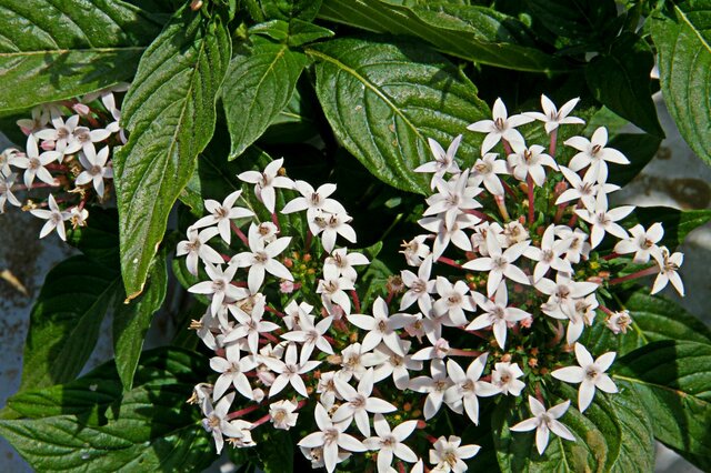 【ガーデニング】ブルーやホワイトのオシャレな草花8選！涼しげで爽やかな夏の庭にオススメ