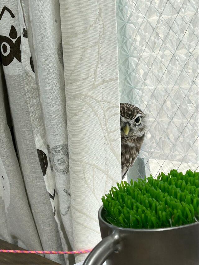 【ひょっこりフクロウ】カーテンに隠れる姿が可愛すぎる！シャイな表情に胸キュン