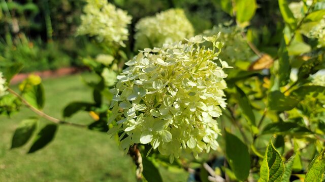 植えてよかった！真夏に満開の花を咲かせるアジサイの仲間「ノリウツギ」暑さに強くて、植えっぱなしOK！お手入れ簡単な〈低木〉です