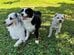 外出した「ママの帰りを待つ犬」　総勢5匹で「入り待ち」する姿に癒やされてしまう
