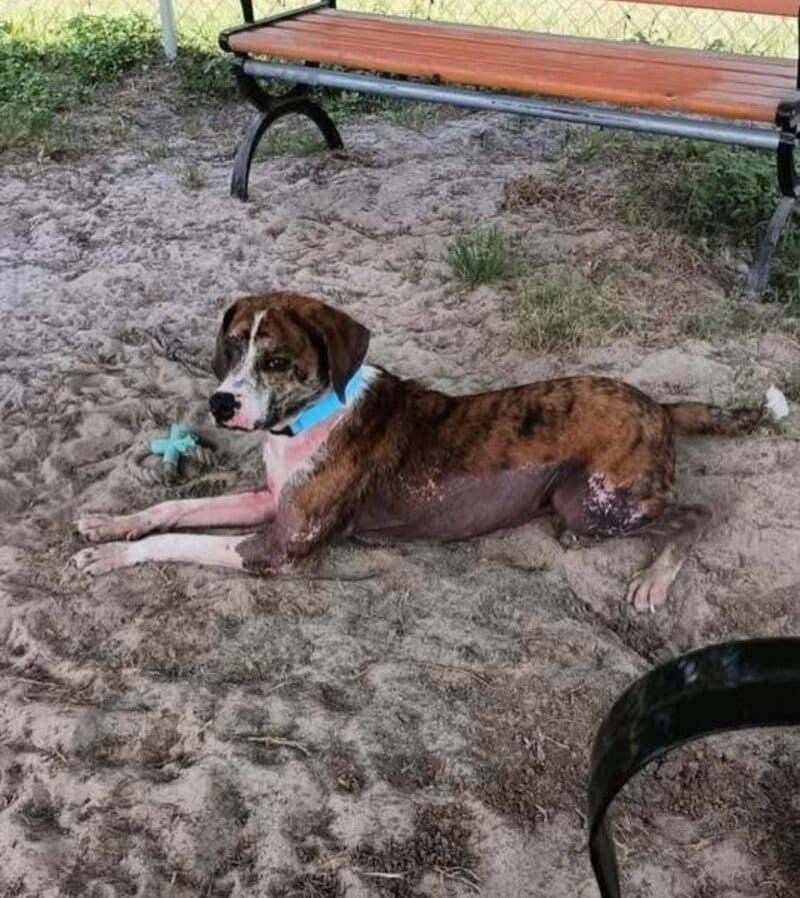 【動物レスキュー】重度のアレルギーで「安楽死寸前」の犬を救助→毎日の投薬で回復した姿に感動