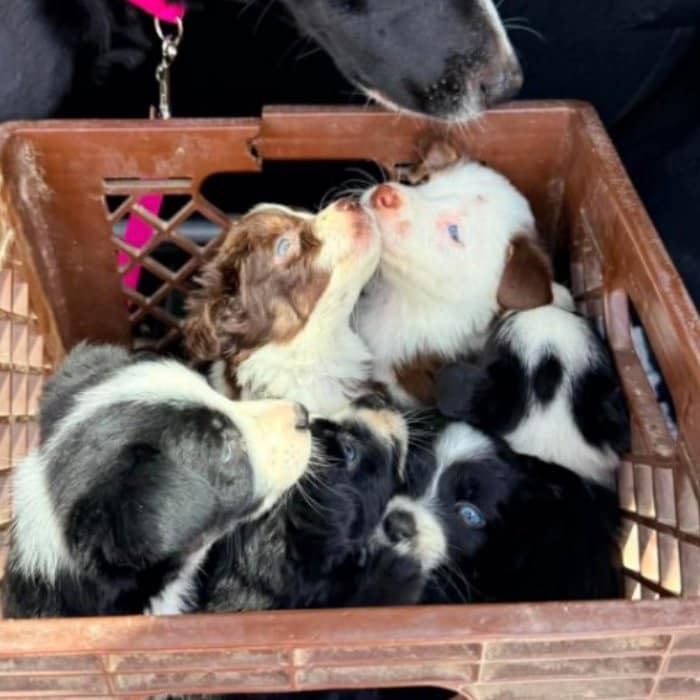 【保護犬】痩せこけた母犬と病気の子犬 「犬の親子」が保護された様子に胸を打たれる