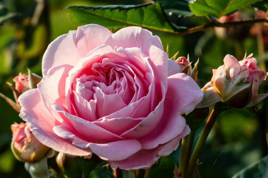 Kristine Rad/shutterstock.com