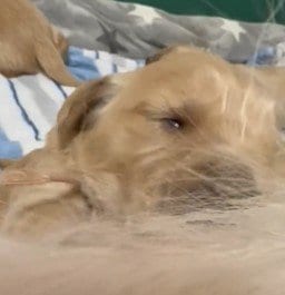 出所：@pu_channeldesu