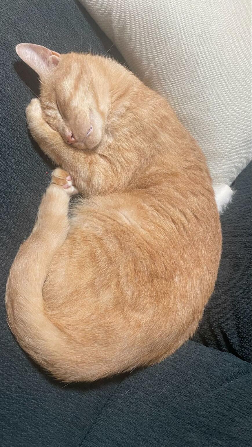 「首長っっっ!」猫ちゃんの後ろ姿を思わず二度見!興味と共にグイっと伸びる