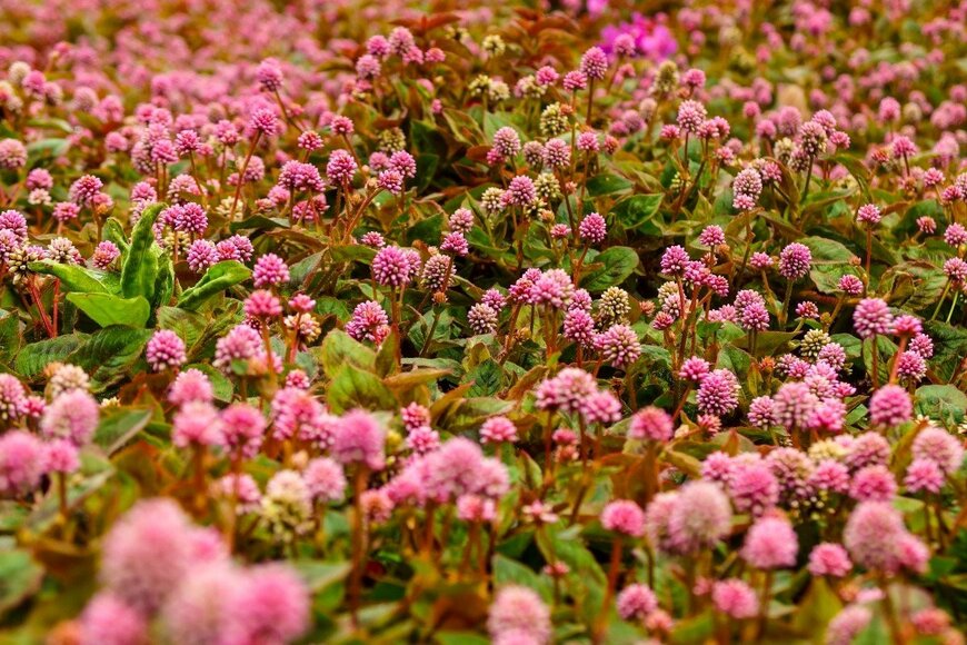 Diego Sugoniaev/shutterstock.com