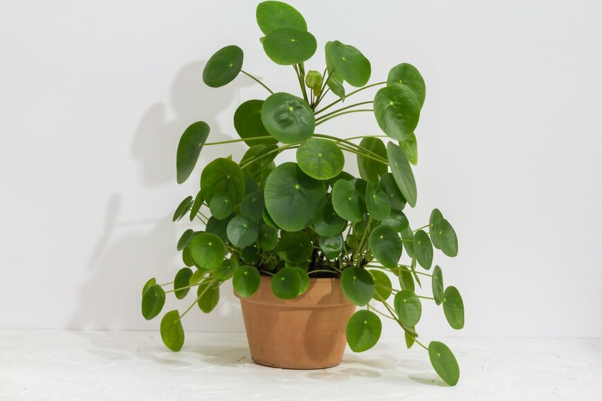 Patrycja Nowak/shutterstock.com