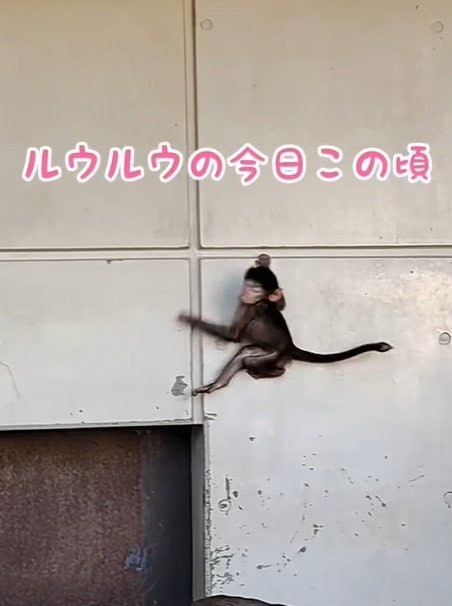 提供：愛媛県立とべ動物園