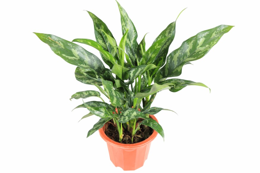 chuyuss/shutterstock.com