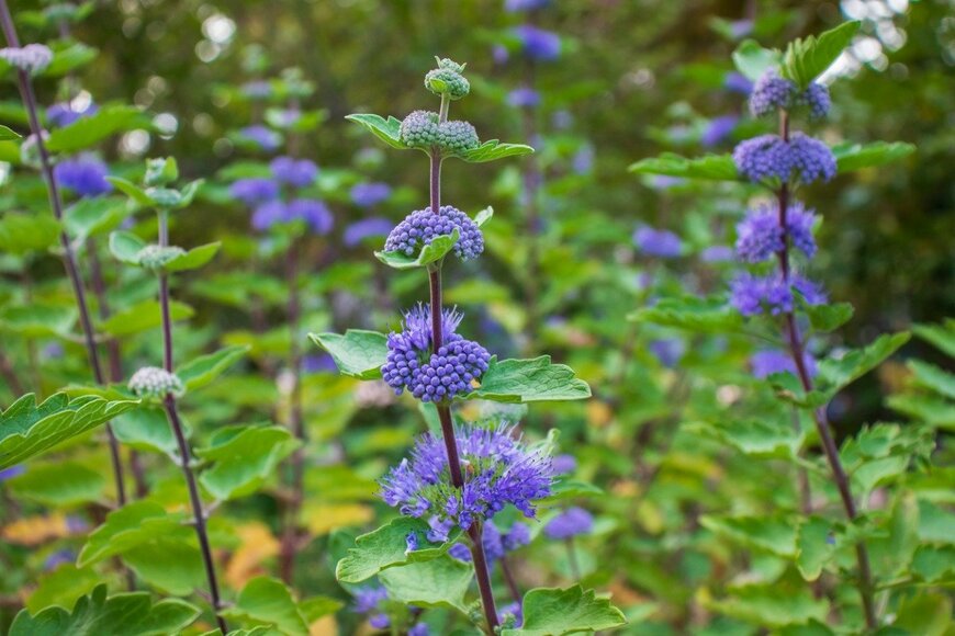 loveallyson/istockphoto.com