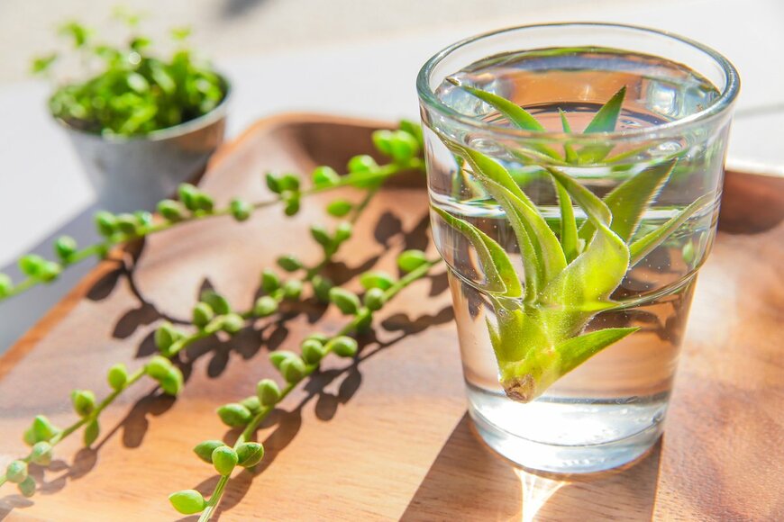 patchii/Shutterstock.com