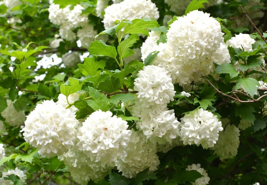 春から初夏、開花リレーを楽しみたい「麗しの低木」3選