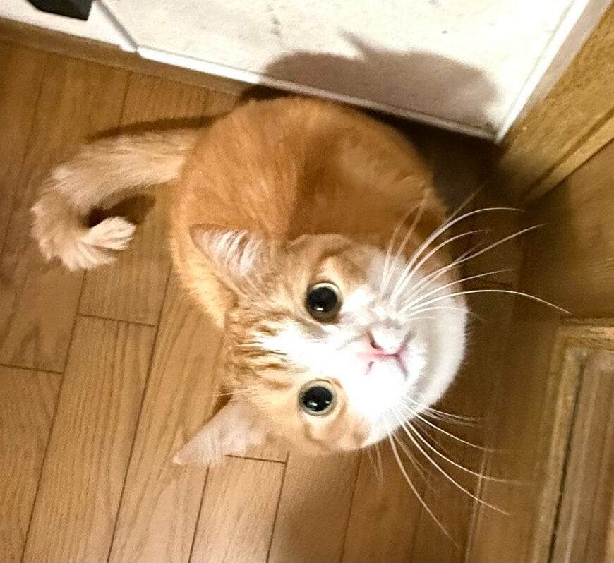 「シブい漢じゃけん」まん丸お目々の猫が見せた哀愁漂う表情のギャップがたまらない…