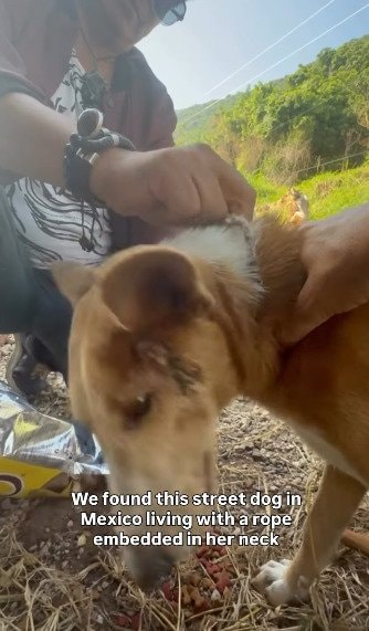 首にロープが深く食い込み痛みに苦しむ子犬を救助　治療後は新たな家族との出会いを目指すことに