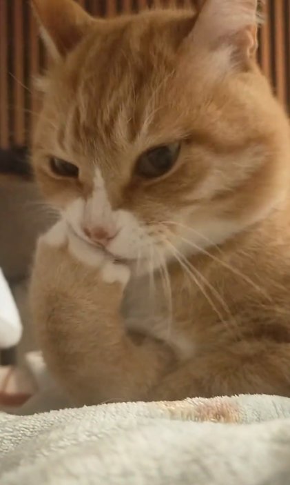 出所：＠torakichicorporation