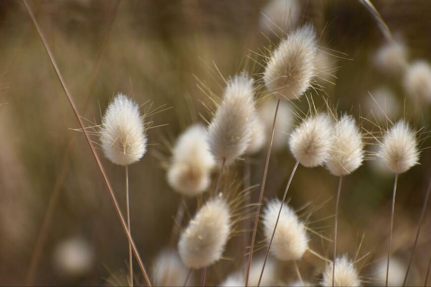 Anne-Marie Hartman/shutterstock.com