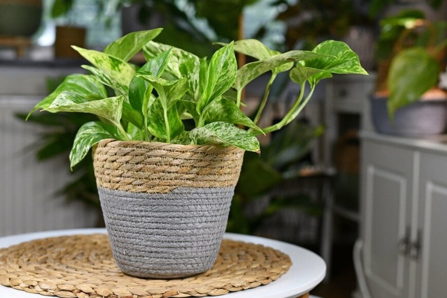【日陰に強い観葉植物】7選で「暗い部屋がナチュラル＆オシャレに！」真夏の室内ガーデニング