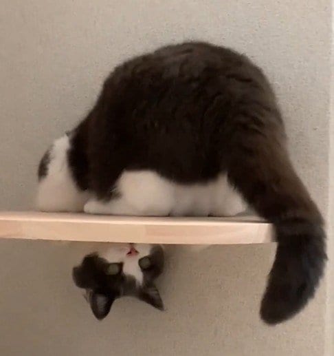 出所：@omochiomoching