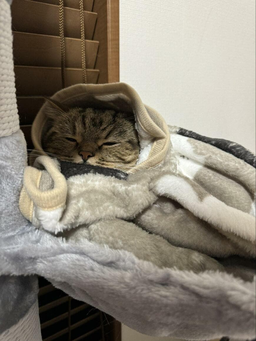 出所：@chopachabi81