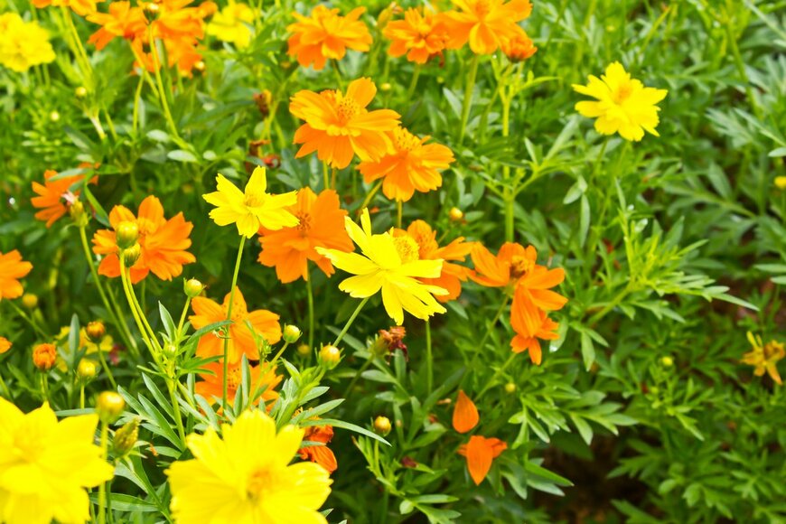 Torsak Thammachote/shutterstock.com