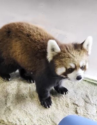 【とべ動物園】「賢いなぁ」かわいすぎるレッサーパンダ・コウメの鼻タッチトレーニングの様子が可愛すぎる（愛媛県）