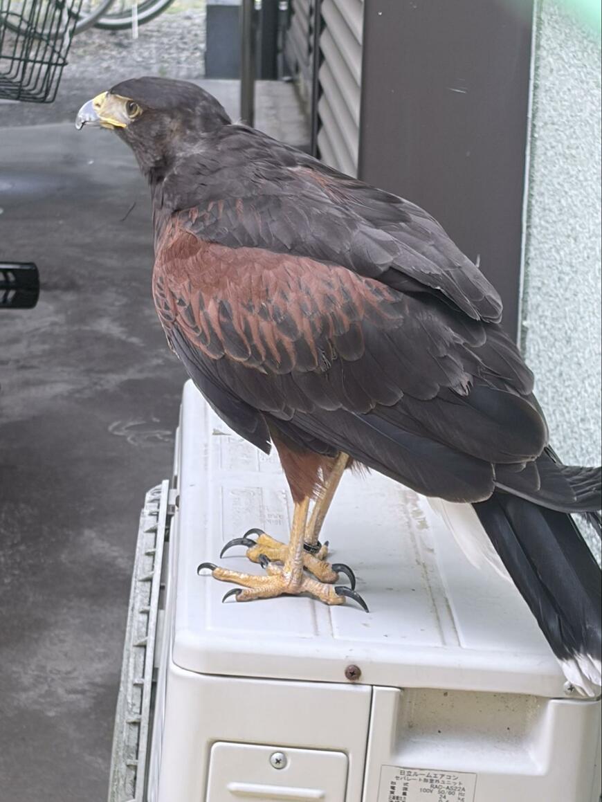 出所：@mion_runa3