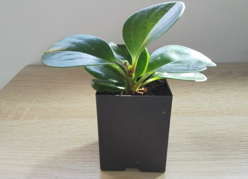 100均で購入したペペロミア（著者撮影）