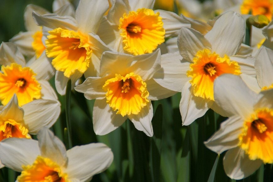 Jens Ackermann/shutterstock.com