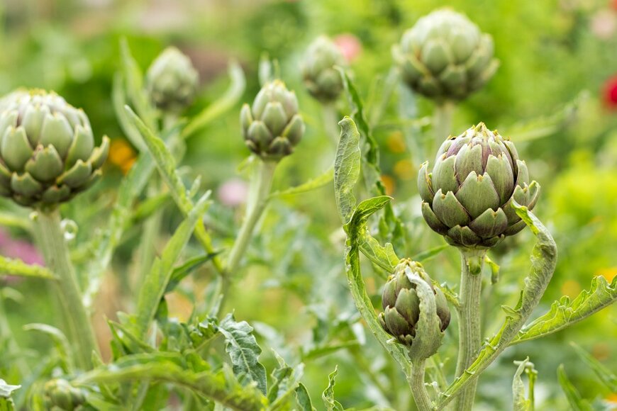 家庭菜園で育てられる！ユニークな野菜おすすめ4選、夏の収穫が楽しみになる珍しい品種を紹介