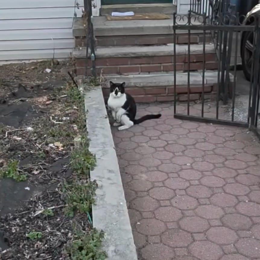 【保護猫】歩くのもままならなかった猫。懸命な治療の末、回復した姿に「歩いてる！涙」と感動の声