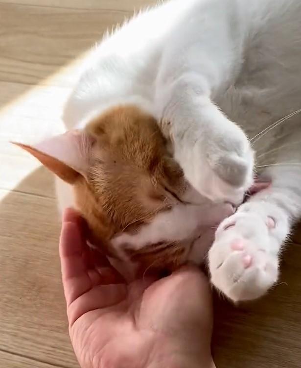 出所：@luna7taka9