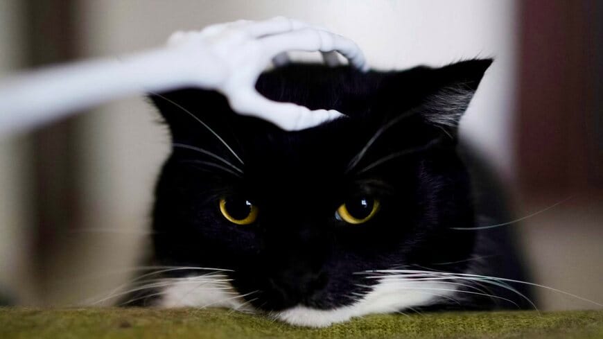 がいこつの手に撫でられた猫ちゃんの結末……怖がるかと思いきやまさかの展開に爆笑