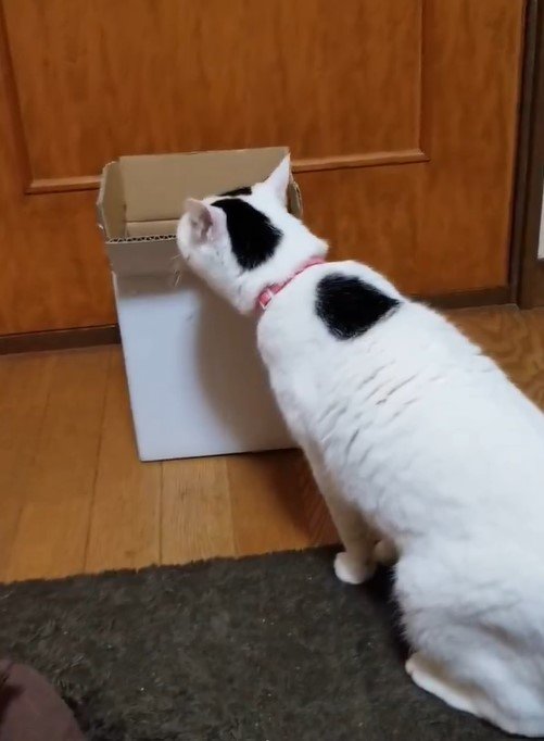 出所：@sironezumi77