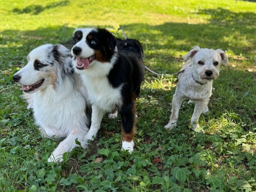外出した「ママの帰りを待つ犬」　総勢5匹で「入り待ち」する姿に癒やされてしまう