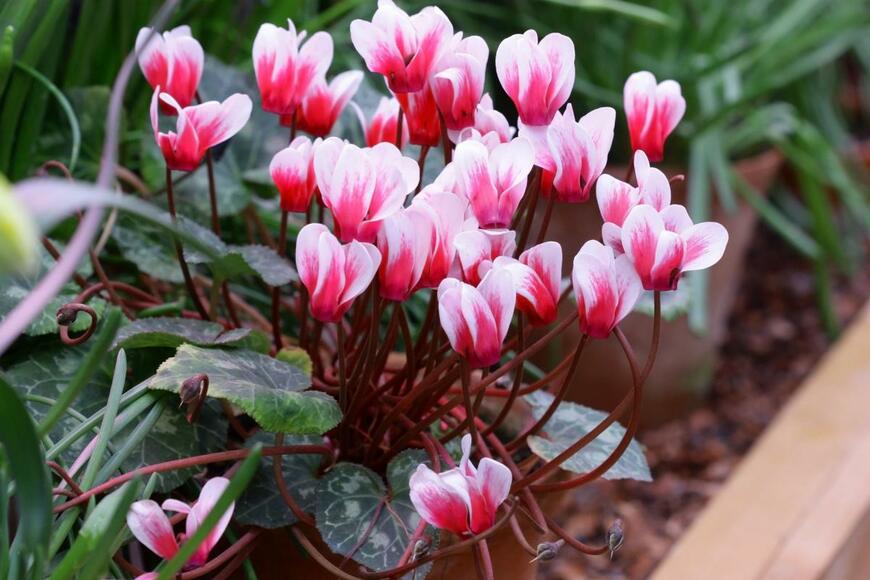 Tibesty/shutterstock.com