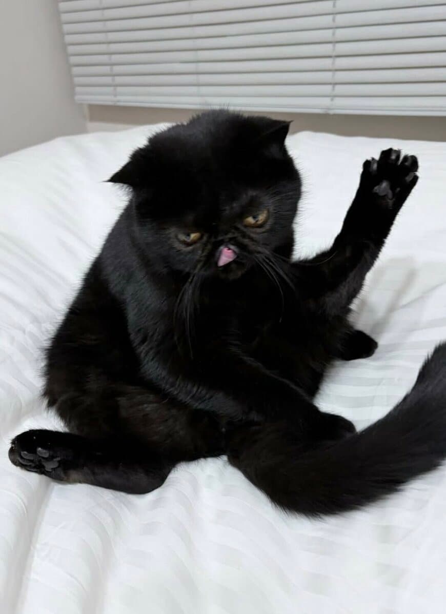 出所：@kotetsu_0420