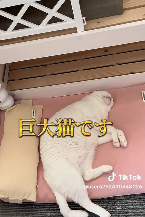 出所：@user5252430348026