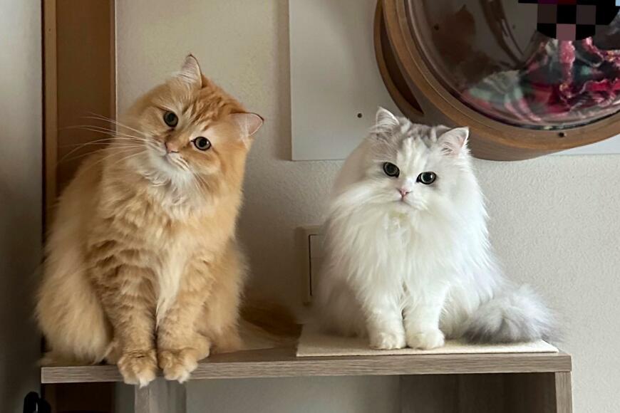 出所：@NEKOLAND13